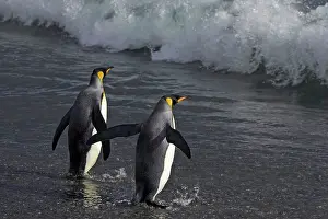 Entering: King Penguins - re-entering sea
