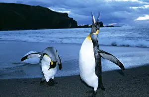 Alyssa Giustozzi: King penguins - two by shore, wings spread