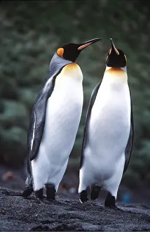 Greeting: KING PENGUINS - two touching beaks