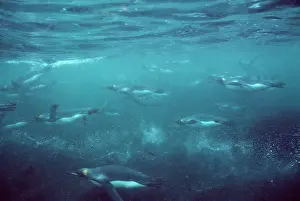 Crozet: King Penguins - underwater
