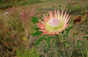 Ingrid Van Den Berg: King PROTEA