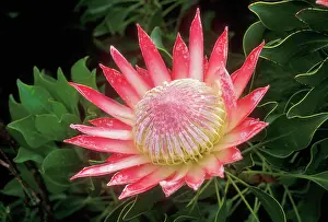 Protea: King PROTEA