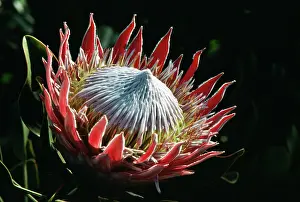 Protea: KING PROTEA