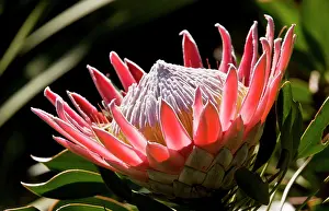 Proteas: King Protea. rare shrub of Fynbos in Western
