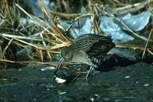 Mussel: King Rail