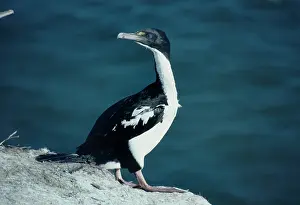 Carunculatus: King Shag