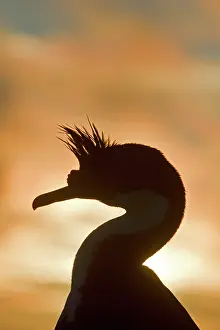 Atriceps: King Shag / Imperial Shag