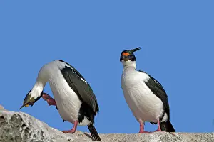 Atriceps: King Shag / Imperial Shag