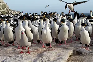 Atriceps: King Shag / Imperial Shag