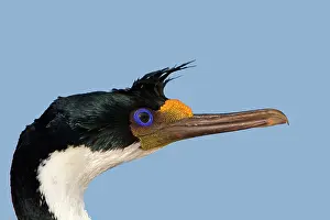 Atriceps: King Shag / Imperial Shag