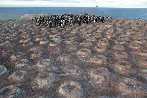 Atriceps: King Shag / Imperial Shag / Black and White Cormorant