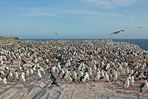 Atriceps: King Shag / Imperial Shag - colony
