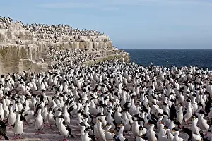 Atriceps: King Shag / Imperial Shag - colony