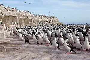 Atriceps: King Shag / Imperial Shag - colony
