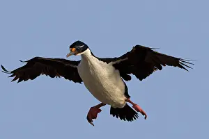 Atriceps: King Shag / Imperial Shag - in flight