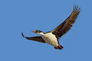Atriceps: King Shag / Imperial Shag - in flight