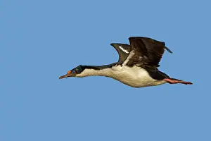 Atriceps: King Shag / Imperial Shag - in flight