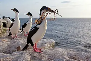 Atriceps: King Shag / Imperial Shag - with nesting material