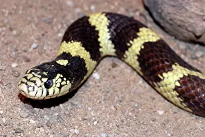 Lampropeltis: King Snake