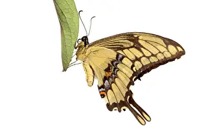 Augustin Esmoris: King Swallowtail (Heraclides thoas) isolated