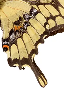 Augustin Esmoris: King Swallowtail (Heraclides thoas) isolated