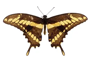 Augustin Esmoris: King Swallowtail (Heraclides thoas) isolated