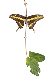 Augustin Esmoris: King Swallowtail (Heraclides thoas) isolated