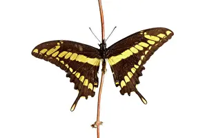 Augustin Esmoris: King Swallowtail (Heraclides thoas) isolated