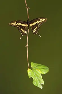 Augustin Esmoris: King Swallowtail (Heraclides thoas) resting on a branch