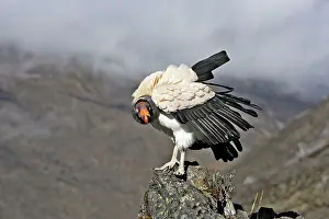 Papa: King Vulture