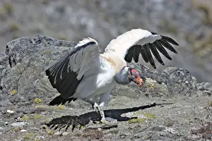 Papa: King Vulture