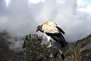 Papa: King Vulture