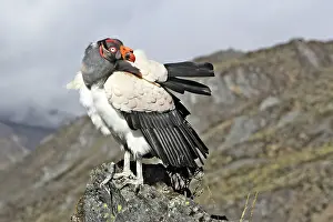 Papa: King Vulture
