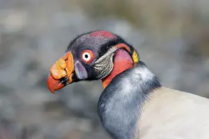 Papa: King Vulture