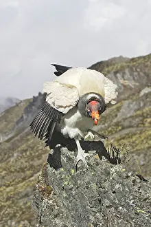 Papa: King Vulture