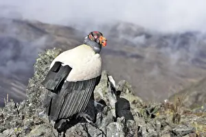 Papa: King Vulture