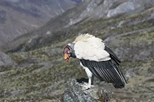 Papa: King Vulture