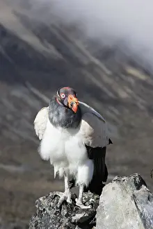 Papa: King Vulture
