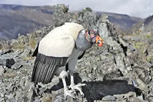 Papa: King Vulture