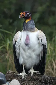 Papa: King Vulture