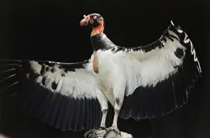 Cathartidae: King Vulture