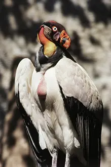 Cathartidae: King Vulture