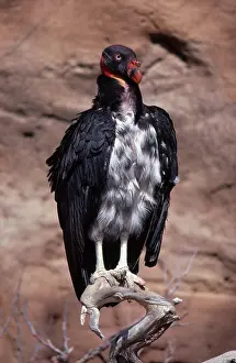 Scavengers: King Vulture