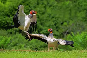 Scavenger: King Vulture