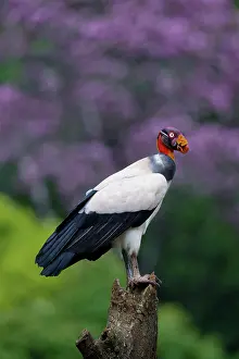 Scavenger: King Vulture