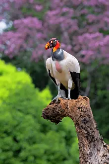 Scavenger: King Vulture
