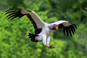 Scavenger: King Vulture