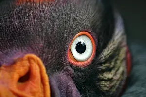 Nose: King Vulture, Close Up of Eye and Head