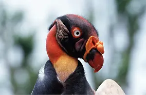 Comb: KING VULTURE - close-up