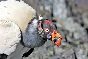 Papa: King Vulture - close-up of face
